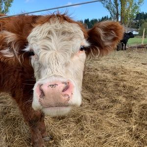 Meet your Posher, Brianne